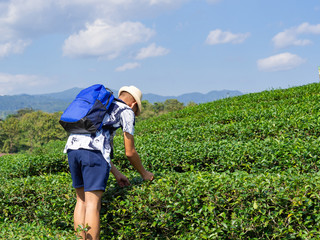 Fototapeta na wymiar Young asian backpacker traveling into tea fields. Young man traveler take a photo of mountain tea field with blue sky background and show hands up. Freedom Concept.