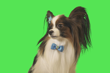 Beautiful dog Papillon with blue bow on green background
