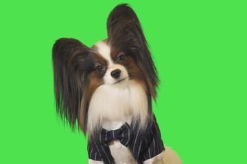 Beautiful dog Papillon in business suit with bow tie on green background