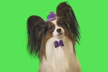 Beautiful dog Papillon in purple hat with feather and bow on green background