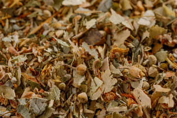 Dry green tea leaf texture background. Japanese tea Linden flavored green tea. Chinese grade sencha. Macro.