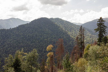 Modern ecology and preservation of the planet,s forest