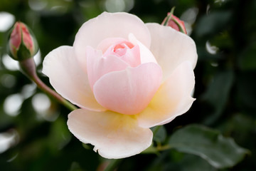 three color rose it beauty