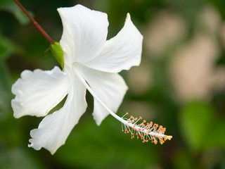 white flower is beauty