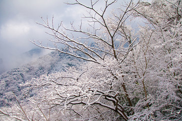 Pictures of snow covered dense winters in Japan