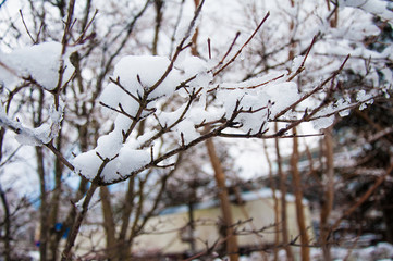 Fototapeta na wymiar Pictures of snow covered dense winters in Japan