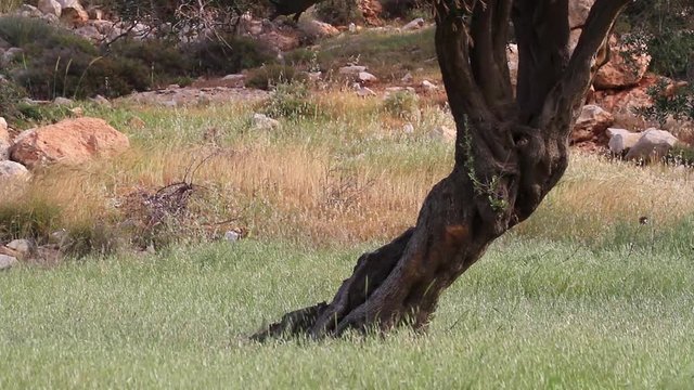 Israeli mountain gazelle near olive tree