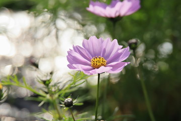 コスモス　 Cosmos