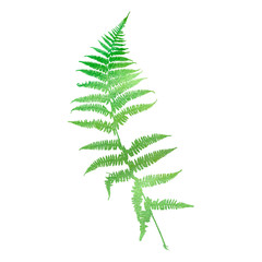 watercolor fern leaf silhouette