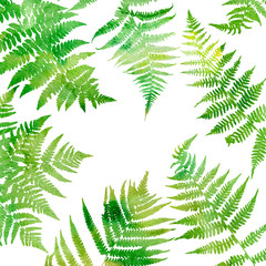 Fototapeta na wymiar Background with fern leaves