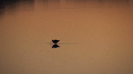 Colonia de Sant Jordi, Mallorca, Spain. Amazing landscape of the beautiful salt flats during the sunset. Silhouette of seagulls in backlight