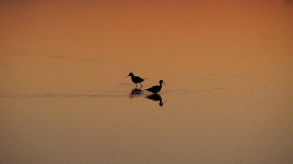 Colonia de Sant Jordi, Mallorca, Spain. Amazing landscape of the beautiful salt flats during the sunset. Silhouette of seagulls in backlight