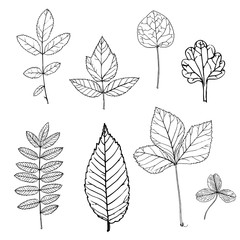 Fototapeta premium vector drawing plant