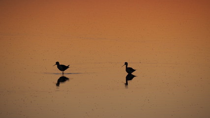 Colonia de Sant Jordi, Mallorca, Spain. Amazing landscape of the beautiful salt flats during the sunset. Silhouette of seagulls in backlight