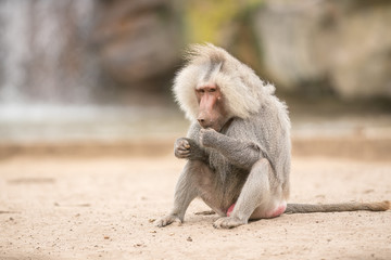 an Beautiful baboon