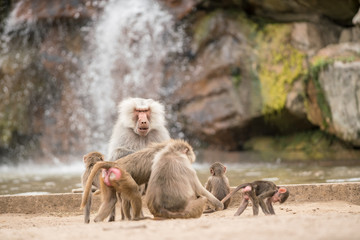 an Beautiful baboon