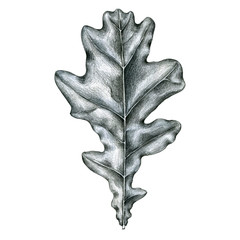 pencil drawing leaf