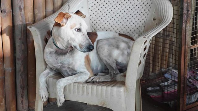 Portrait of cur adult dog lying on the chair at the porch
