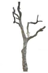 Dead tree isolated on white background.