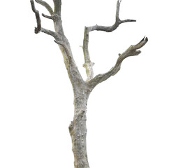 Dead tree isolated on white background.
