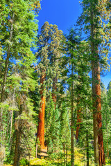 Forest of ancient sequoias in Yosemeti National Park.