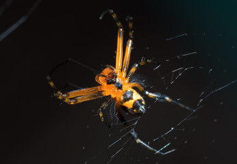 Macro Photo of Orange Spider on Web Isolated on Blurry Background