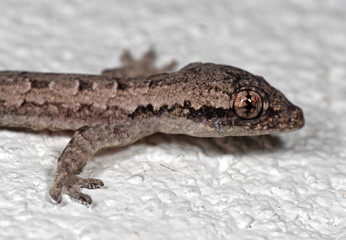 Macro Photo of Mediterranean House Gecko on White Floor