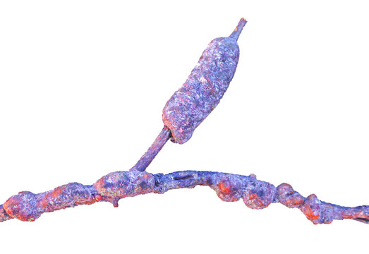 Laccifer lacca kerr,rasin,stick lac on branches of rain tree with many aphids isolated on white background with clipping path.,economic insect
