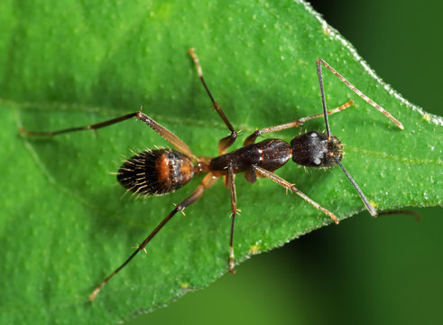 Macro Photo of Ant on Green Leaf Isolated on Blurry Background