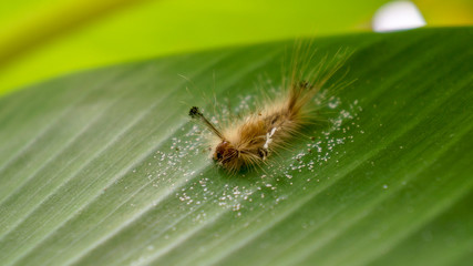 A hairy caterpillar on a leaf