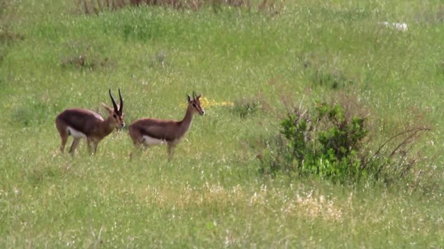 Israeli mountain gazelle courting in the field