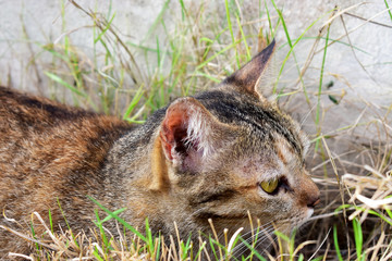 The Lovely Tabby Cat relaxing on the grass field to looking for something