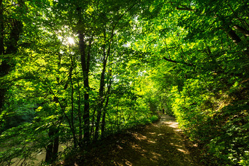 Beautiful forest in the spring and lush green foliage on a bright sunny day