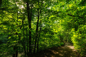 Fototapeta na wymiar Beautiful forest in the spring and lush green foliage on a bright sunny day