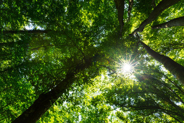 Beautiful forest in the spring and lush green foliage on a bright sunny day