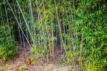 A greeny Bamboo Trees in Avery Island, Louisiana