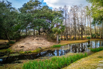 Huge old Oak Trees in Avery Island, Louisiana
