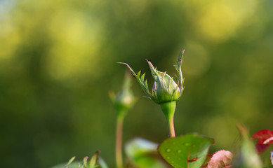 Photo rose petals isolated on the natural blurred background. Closeup. For design, texture, background. Nature.