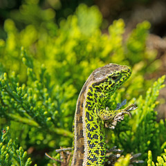 Männliche Zauneidechse, Lacerta agilis