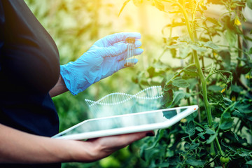 Woman scientist testing the plant for the presence of genetic modification. GMO-free products and...