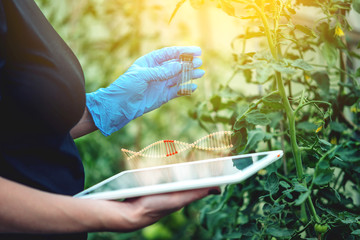 Woman scientist genetic engineer testing the plant for the presence of genetic modification. GMO...