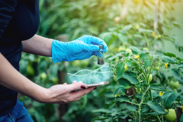 Woman scientist testing the plant for the presence of genetic modification. GMO-free products and...