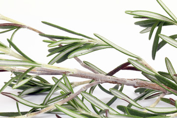 Rosemary Herb green fragrant branch on white background