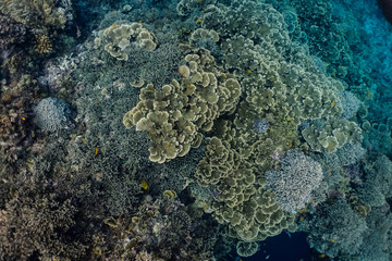 Naklejka na ściany i meble Thick formation of foliose corals in a shallow coral reef