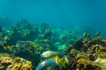 Fototapeta na wymiar Under water nature of sea life coral reef with fish
