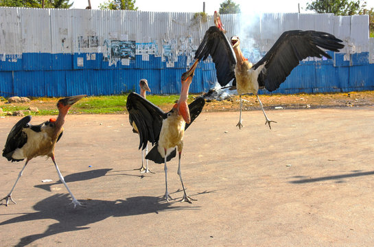 marabou stork bird eat fish, safari