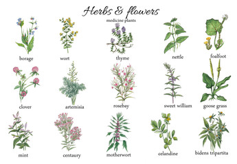 Watercolor botanical illustration of medicine herbs - obrazy, fototapety, plakaty