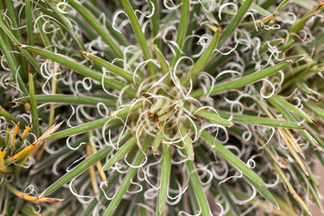 close up of Agave x leopoldii cactus