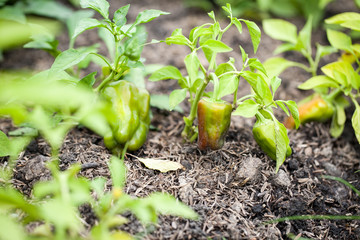 Green bell pepper on tree