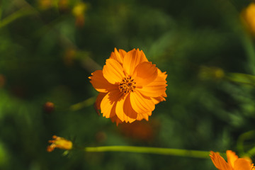 yellow flower on green background